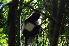 madagaskar2540