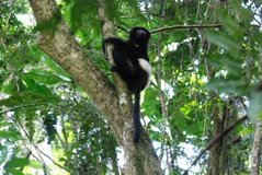 madagaskar2541