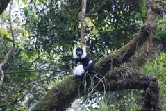 madagaskar2543