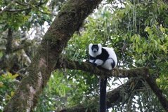 madagaskar2544
