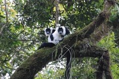 madagaskar2545