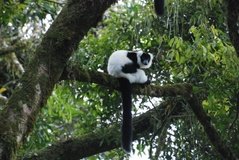 madagaskar2546