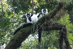 madagaskar2548