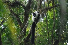 madagaskar2551