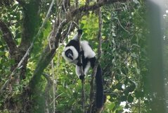 madagaskar2552