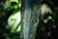 madagaskar2589