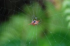 madagaskar2598