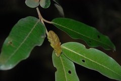 madagaskar2600