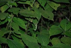 madagaskar2601