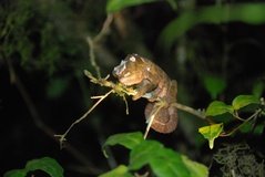 madagaskar2602