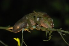 madagaskar2603