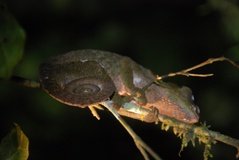 madagaskar2604