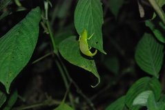madagaskar2606
