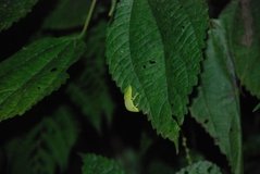 madagaskar2608