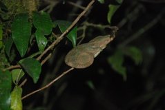 madagaskar2609