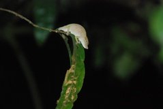madagaskar2610