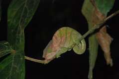 madagaskar2611