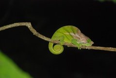 madagaskar2612