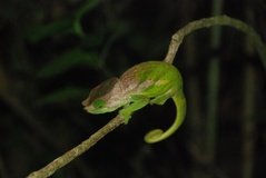 madagaskar2613