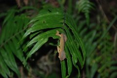 madagaskar2617