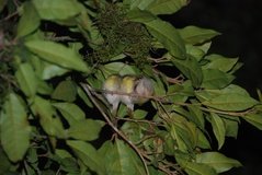 madagaskar2618