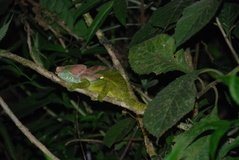 madagaskar2620