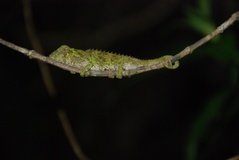 madagaskar2621
