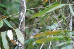 madagaskar2645