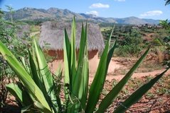madagaskar2722