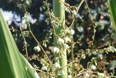 madagaskar2729