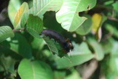 madagaskar2730