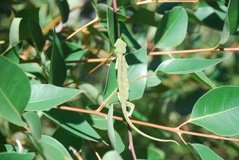 madagaskar2731
