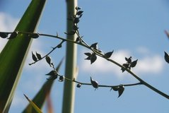 madagaskar2743