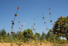 madagaskar2745