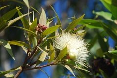 madagaskar2746