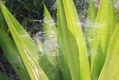 madagaskar3025