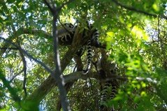 madagaskar3255