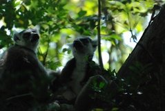 madagaskar3258
