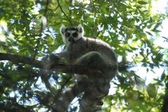 madagaskar3259