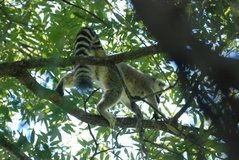 madagaskar3261