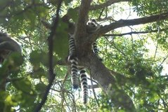madagaskar3262
