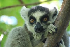 madagaskar3264