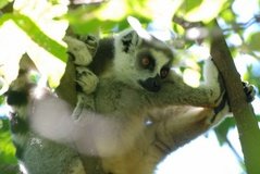 madagaskar3267