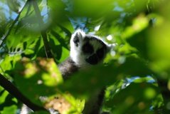 madagaskar3268