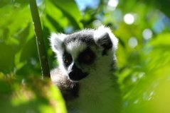 madagaskar3269