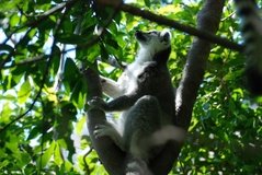 madagaskar3270