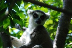 madagaskar3271