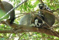 madagaskar3273