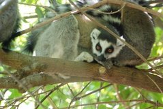 madagaskar3274