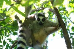 madagaskar3275